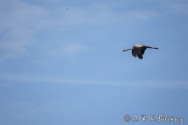 Żuraw zwyczajny, żuraw, żuraw popielaty, żuraw szary, Grus grus