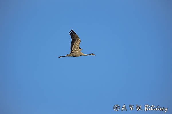 Żuraw zwyczajny, żuraw, żuraw popielaty, żuraw szary, Grus grus