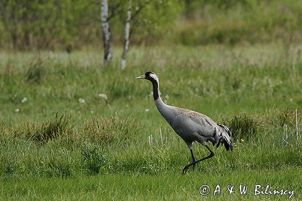 Żuraw zwyczajny, żuraw, żuraw popielaty, żuraw szary, Grus grus