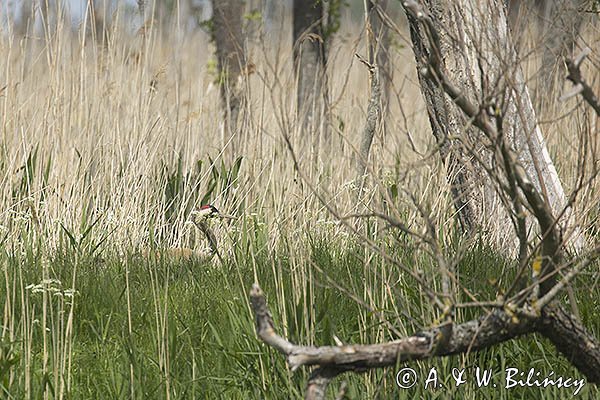 Żuraw zwyczajny, żuraw, żuraw popielaty, żuraw szary, Grus grus