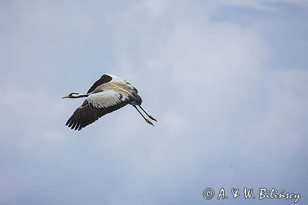 Żuraw zwyczajny, żuraw, żuraw popielaty, żuraw szary, Grus grus