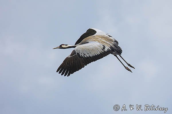Żuraw zwyczajny, żuraw, żuraw popielaty, żuraw szary, Grus grus
