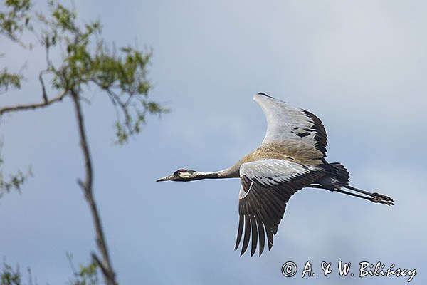 Żuraw zwyczajny, żuraw, żuraw popielaty, żuraw szary, Grus grus