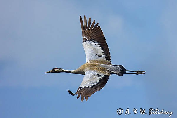 Żuraw zwyczajny, żuraw, żuraw popielaty, żuraw szary, Grus grus