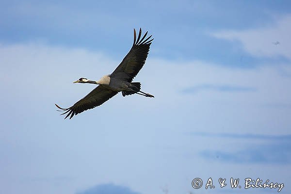 Żuraw zwyczajny, żuraw, żuraw popielaty, żuraw szary, Grus grus