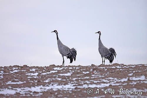 żurawie Grus grus