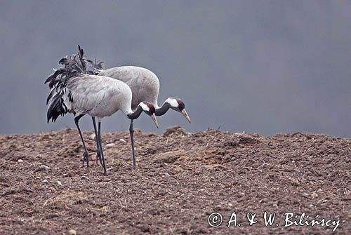 żurawie Grus grus