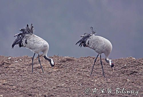 żurawie Grus grus