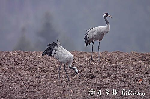 żurawie Grus grus