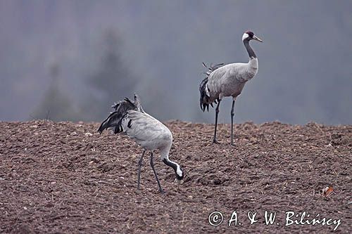 żurawie Grus grus