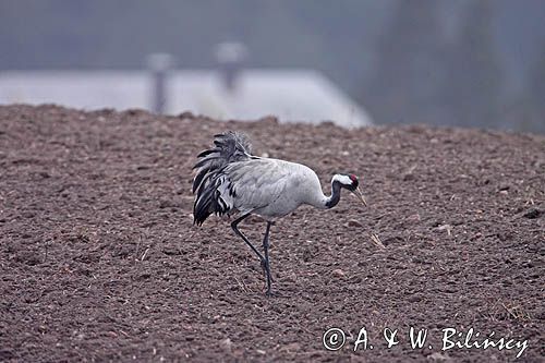 żurawie Grus grus