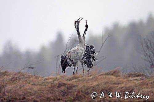 żurawie Grus grus