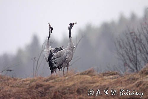 żurawie Grus grus