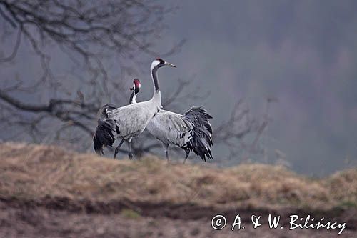 żurawie Grus grus