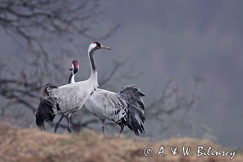żurawie Grus grus