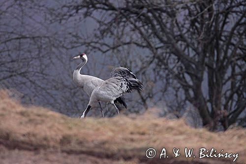 żurawie Grus grus