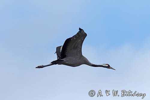 Żuraw zwyczajny, żuraw, żuraw popielaty, żuraw szary, Grus grus, w locie