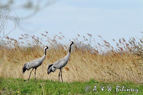 Żuraw zwyczajny, żuraw, żuraw popielaty, żuraw szary, Grus grus, para