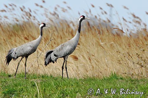 Żuraw zwyczajny, żuraw, żuraw popielaty, żuraw szary, Grus grus, para