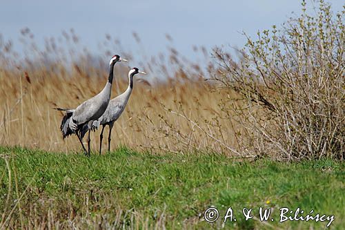 Żuraw zwyczajny, żuraw, żuraw popielaty, żuraw szary, Grus grus, para