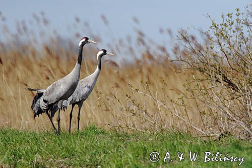 Żuraw zwyczajny, żuraw, żuraw popielaty, żuraw szary, Grus grus, para