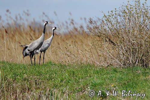 Żuraw zwyczajny, żuraw, żuraw popielaty, żuraw szary, Grus grus, para