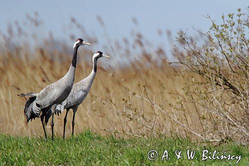 Żuraw zwyczajny, żuraw, żuraw popielaty, żuraw szary, Grus grus, para