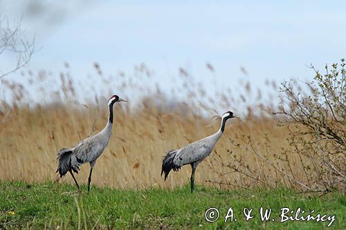 Żuraw zwyczajny, żuraw, żuraw popielaty, żuraw szary, Grus grus, para