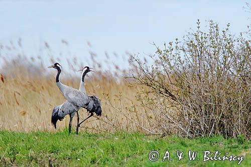 Żuraw zwyczajny, żuraw, żuraw popielaty, żuraw szary, Grus grus, para