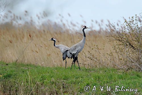 Żuraw zwyczajny, żuraw, żuraw popielaty, żuraw szary, Grus grus, para