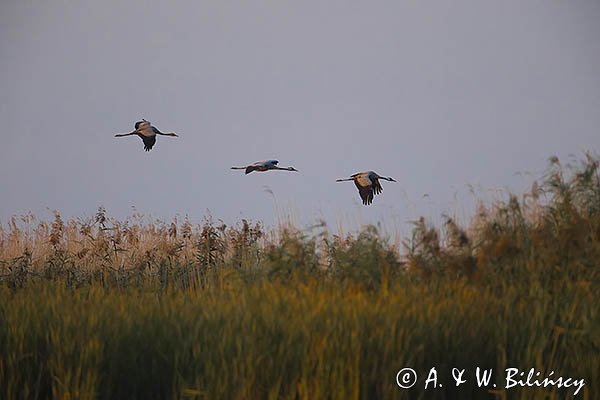 Żuraw zwyczajny, żuraw, żuraw popielaty, żuraw szary, Grus grus