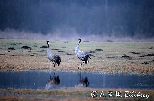 żurawie na Bagnach Biebrzańskich, Grus grus