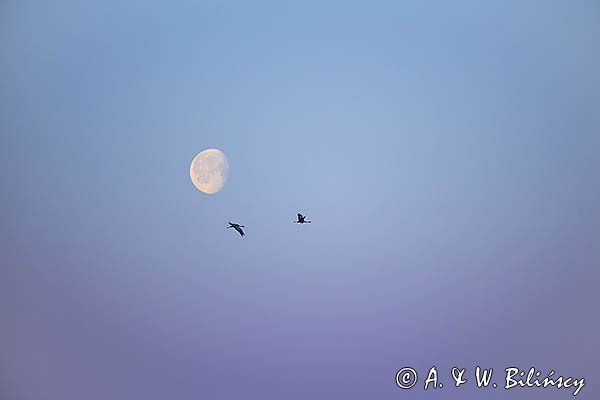 Żurawie, Grus grus i Księżyc o świcie