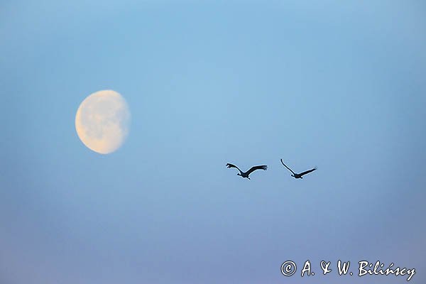 Żurawie, Grus grus i Księżyc o świcie
