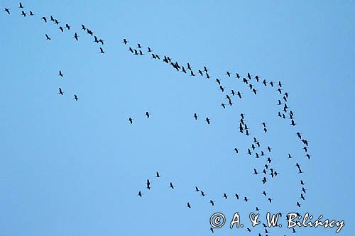 Żuraw zwyczajny, żuraw, żuraw popielaty, żuraw szary, Grus grus, lrecące klucze