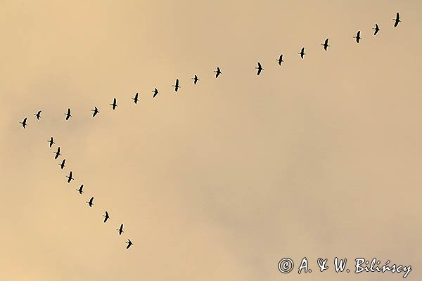 Żuraw zwyczajny, żuraw, żuraw popielaty, żuraw szary, Grus grus, klucz żurawi