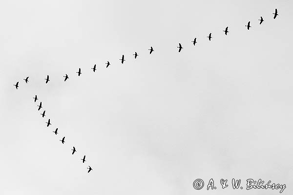 Żuraw zwyczajny, żuraw, żuraw popielaty, żuraw szary, Grus grus, klucz żurawi