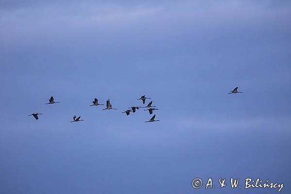 Żuraw zwyczajny, żuraw, żuraw popielaty, żuraw szary, Grus grus