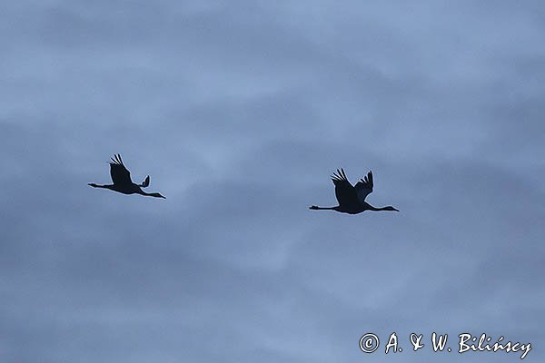 Żuraw zwyczajny, żuraw, żuraw popielaty, żuraw szary, Grus grus