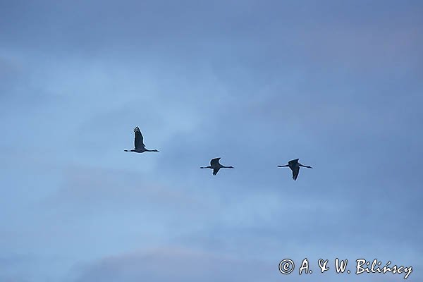 Żuraw zwyczajny, żuraw, żuraw popielaty, żuraw szary, Grus grus