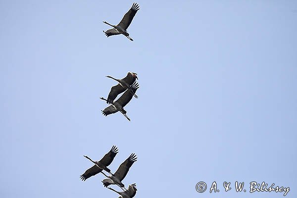 Żuraw zwyczajny, żuraw, żuraw popielaty, żuraw szary, Grus grus