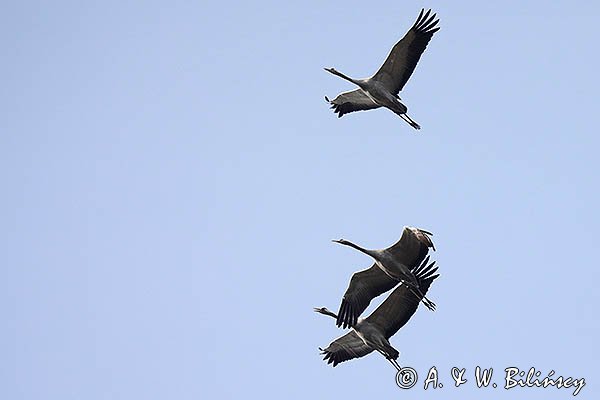 Żuraw zwyczajny, żuraw, żuraw popielaty, żuraw szary, Grus grus