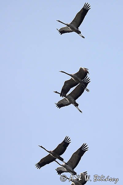 Żuraw zwyczajny, żuraw, żuraw popielaty, żuraw szary, Grus grus