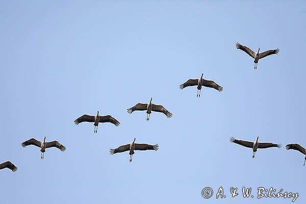 Żuraw zwyczajny, żuraw, żuraw popielaty, żuraw szary, Grus grus