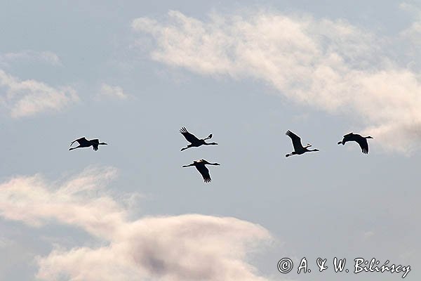 Żuraw zwyczajny, żuraw, żuraw popielaty, żuraw szary, Grus grus