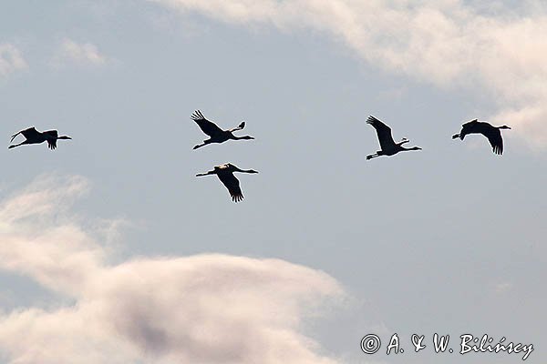 Żuraw zwyczajny, żuraw, żuraw popielaty, żuraw szary, Grus grus