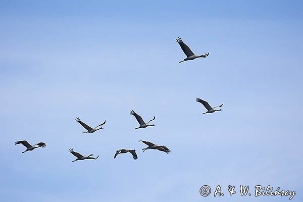 Żuraw zwyczajny, żuraw, żuraw popielaty, żuraw szary, Grus grus