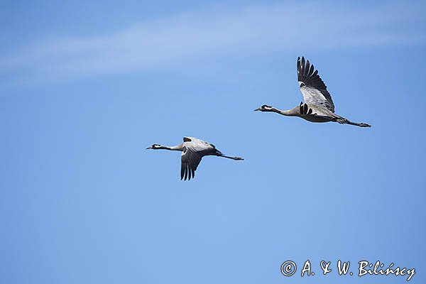 Żuraw zwyczajny, żuraw, żuraw popielaty, żuraw szary, Grus grus