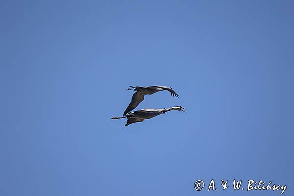 Żuraw zwyczajny, żuraw, żuraw popielaty, żuraw szary, Grus grus