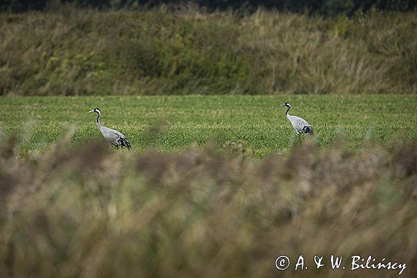Żurawie, Grus grus